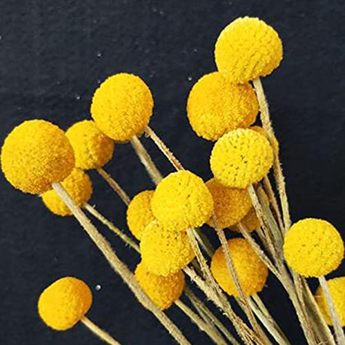 100 Stück trommelstöckchen pflanze samen trommelstock pflanze Craspedia Globosa drumstick pflanzensamen geschenk seltene pflanzen bonsai indoor balkongarten wiesenblumen winterhart
