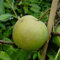 Nashi Sik Chon Early Pear Apfelbirne Asienbirne Buschbaum 110-140 cm 10 Liter Topf Unterlage: Slg