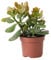 Plant in a Box - Jadepflanze - Crassula ovata 'Sunset' - Höhe 15-20cm - Topf 12cm - Zimmerpflanze - Sukkulente