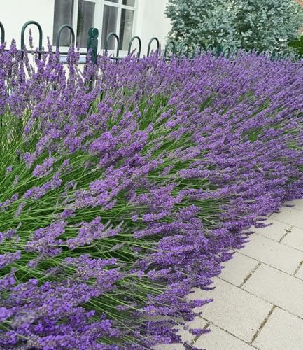 BALDUR Garten 9x Lavendel Phenomenal® Duftlavendel, Pflanzen im 9x9 cm-Topf | echter Lavendel, Lavandula, Blüten essbar, winterharte Staude, trockenresistent & mehrjährig