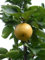 Asiatische Birne (Pyrus pyrifolia) Chinesische Sand Pear Tree Seeds -USA- 15+ Samen
