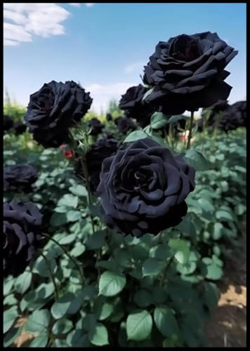 Rosales híbridos/Rizomas de rosas raras/Resistentes al frío/Decorativos/Jardín/En maceta/Fáciles de cuidar-1 Rizoma-G