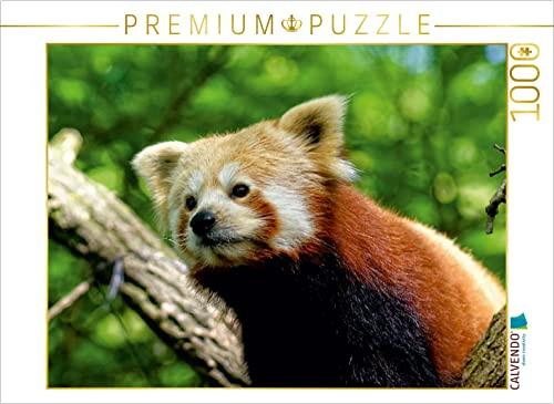 CALVENDO Puzzle Kleiner Panda auf Entdeckungstour 1000 Teile Puzzle quer | Lege-Größe cm Foto-Puzzle für glückliche Stunden