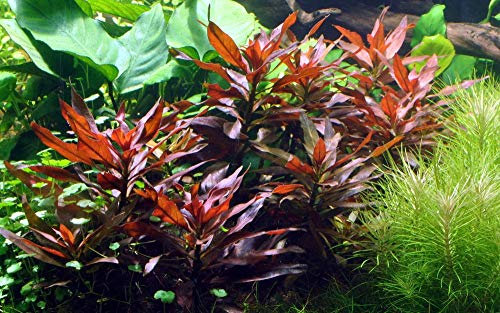 Tropica Aquarium Pflanze Ludwigia glandulosa Nr.035A Wasserpflanzen Aquarium Aquariumpflanzen