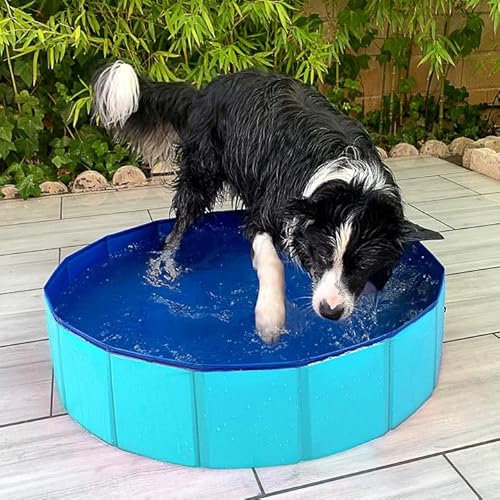 Piscina Perros y Gatos Bañera Plegable PVC Antideslizante y Resistente al Desgaste Piscina Plegable para Perros Gatos Bañera Piscina Portátil para Mascotas (M 80 * 20CM) Color Aleatorio