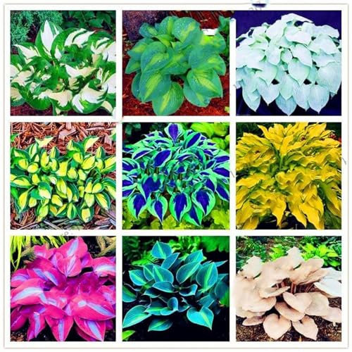 Hosta-Zwiebeln, seltene Hosta,Hosta Knollen,Hosta Rhizom,Winterharte Nacktwurzel Pflanzen,Winterhart Mehrjährig,Gut für Container, Bodendecker, Große Blattpflanzen-8zwiebeln-A