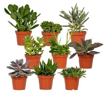 Suculentas Mix – 9 unidades – Ø8,5 cm – 10 cm