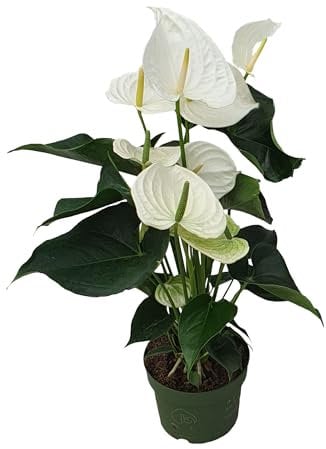 Plant in a Box - Flamingoblume - Anthurium 'Alaska White' - Höhe 55-70cm - ø17cm