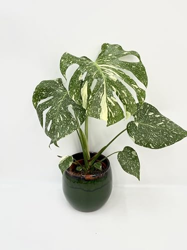 Rebel Plants Monstera Thai Constellation, Rare Variegated Indoor Plant, 45-50cm, Large Marbled Leaves