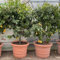 SAVINI VIVAI Citronnier, Agrume, Semis de Citron Lunario, en Pot Résine Double Paroi avec Guirlande 80cm Hauteur 180-200cm 18-20 Ans de Raffinement,