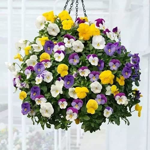 100 Stücke Mix Stiefmütterchen Samen Mehrjährige Viola Wildblumen Für Garten Rasen Pflanzen Satte Farben Exotische Blumen Hängende Korbdekoration Hat Zierwert