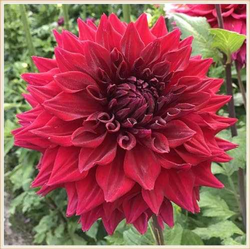 Sommerpflanzen Dahlien knollen winterhart - Dahlien zwiebeln winterhart - Dahlien knollen kaufen - Dahlien zwiebeln knollen-8knollen-G
