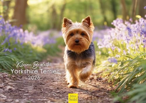 Edition Seidel Premium Kalender Kleine Begleiter Yorkshire Terrier 2026 Format DIN A4 Wandkalender Hund Haustier Welpe Rüde Hündin
