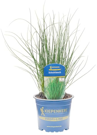 Kiepenkerl Schnittlauch Pflanze Allium schoenoprasum grobröhrig vitaminreich 12cm Topf