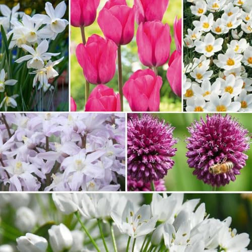 Plant in a Box - Bulb Garden Pink - 125x Mezcla de Bulbos - Narciso, Allium, Crocus, Tulipán - Bulbos de Flores para Jardín, Terraza o Balcón
