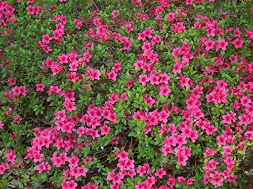10 Semi di Rhododendron obtusum Azalee