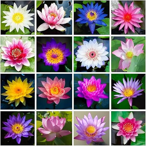 30Pcs Mix Bonsai Schale Lotus Samen, Seerosen Blume Pflanze, Teich Pflanzen Non GMO Haus Garten Pflanze Samen blühende Aquatic Bonsai Pflanze.