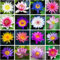 30Pcs Mix Bonsai Schale Lotus Samen, Seerosen Blume Pflanze, Teich Pflanzen Non GMO Haus Garten Pflanze Samen blühende Aquatic Bonsai Pflanze.