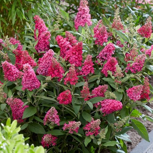 Buddleja Plants Buddleia davidii Dwarf Compact 'Butterfly Candy Little Ruby’ Hardy Shrub Butterfly Bush Red Blooms Easy to Grow Your Own Garden Flowers 1x 3 Litre Potted Plant by Thompson and Morgan