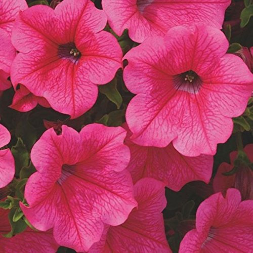 plugplants.net Petunia Surfinia Hot Pink Trailing Basket Plug Plants Pack x6