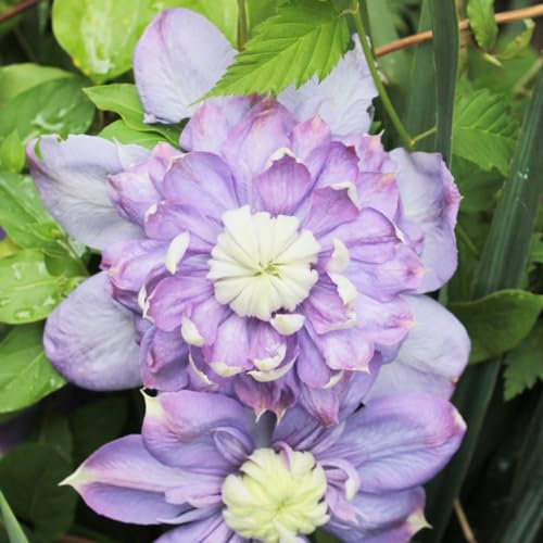 1 pcs clematis pflanzen zwiebeln - blumenzwiebeln mehrjährig winterhart Clematis florida, winterfeste pflanzen für kübel bienenwiese flowers pflanztopf gartenarbeit winterharte balkonpflanzen