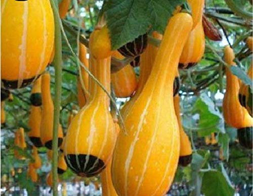 Portal Cool Flaschenkürbis - Kürbis - 10 Samen - Cucurbita Pepo - Vogelhäuschen # 1338