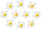 Beavorty Lot De 25 Pinces à Cheveux En Forme De Fleur De Frangipanier, Accessoires De Cheveux Pour Femmes, IdéAl Pour Mariages, FêTes, Photographie Et DéCoration, Clip Noir Inclus (7cm)
