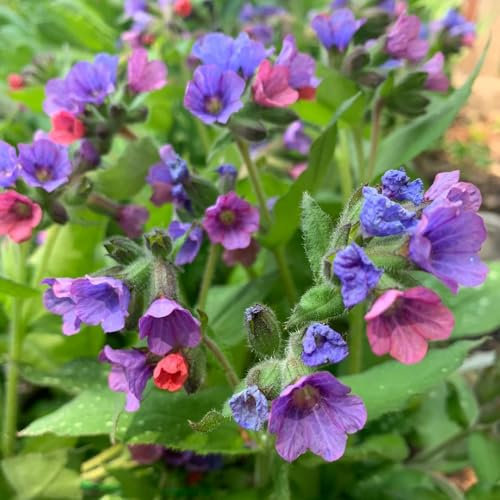 150 pcs lungenkraut pflanze kaufen samen kräutergarten hochbeet gartenkräuter bio saatgut blumen samen saatgut mehrjährige blumen winterhart pflanzen für garten kräutergarten balkon