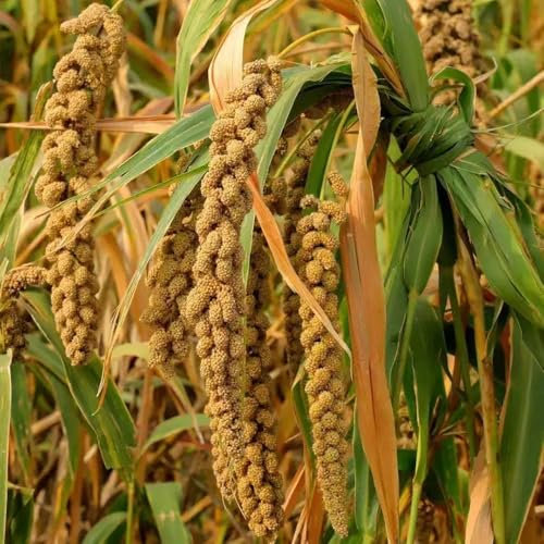 hirse samen, Kolbenhirse samen gemüsepflanzen Hochbeet Bio Saatgut Pflanzen Topf, gemüsebeet balkongemüse gemüse samen Seltene zimmerpflanzen samen Heilpflanzen kräutersamen, 100pcs