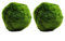k2aqua 2 Large Marimo Moss Balls, Always Fresh Live Aquarium Plant, Cladophora aegagropila K2AQUA