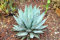 Rare VAR Agave parryi. COUSEI @ j @ Hardy Esotico Succulente Aloe Seed 100 semi