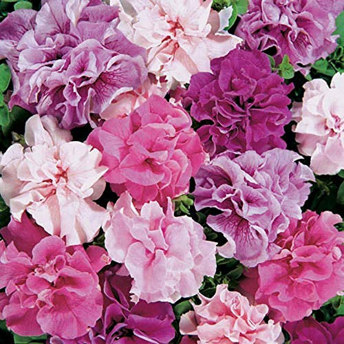 Petunia Hybrid Double Mixed Seed x 25 Seeds Large Blooms, Summer Bedding Plants
