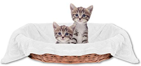 Bestlivings Haustierdecke Katzendecke Kuscheldecke Tierdecke, angenehm und super weich in vielen erhältlich (70x100 cm/weiß - Creme)