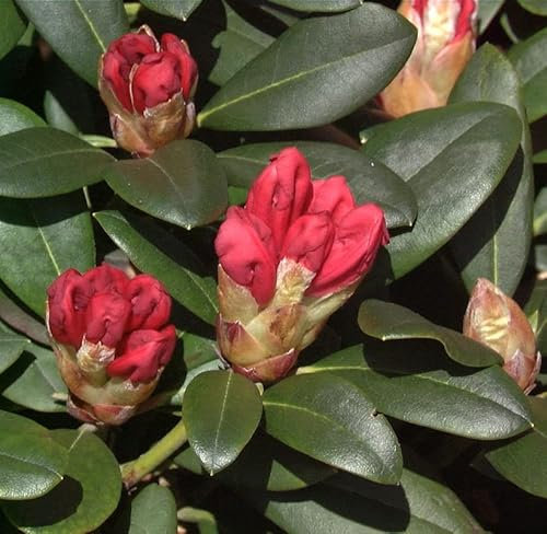 Hochstamm Rhododendron Lampion 40-60cm - Alpenrose