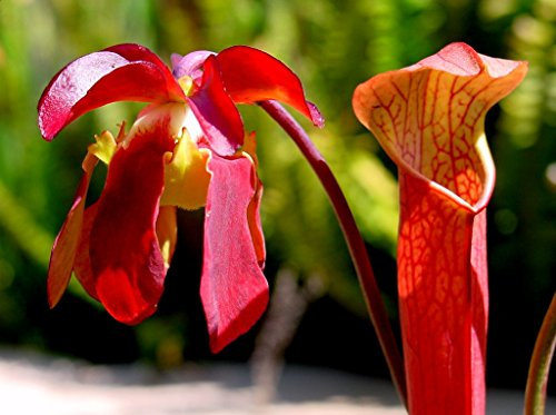 Seeds 10 Sweet Pitcher Plant Seeds Carnivora Sarracenia Gronovii Rubra Red Flower
