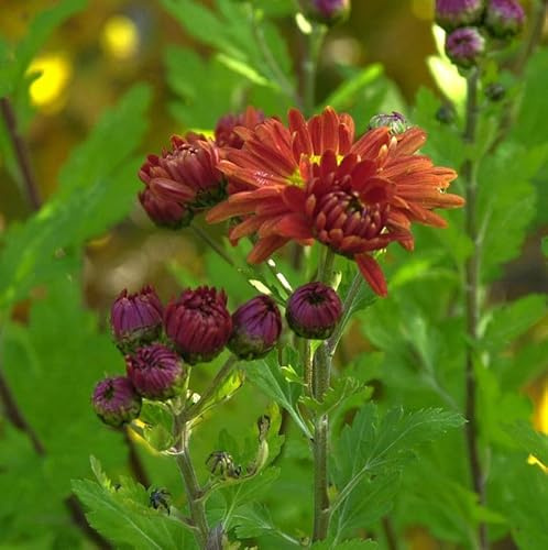 Winteraster Oktoberpracht - Chrysanthemum hortorum - lebende Gartenpflanze aus den Baumschulen
