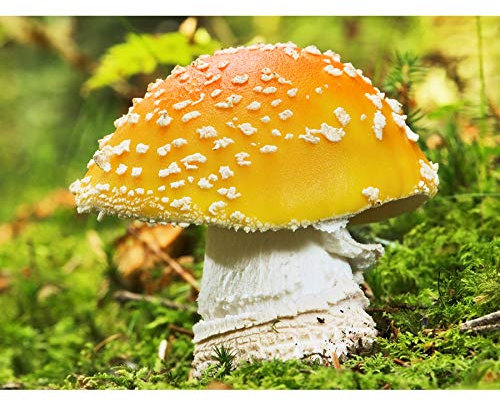 Artery8 Bernie Fungus Mushroom Fly Agaric Amanita Muscaria Art Print Canvas Premium Wall Decor Poster Mural Wand Deko