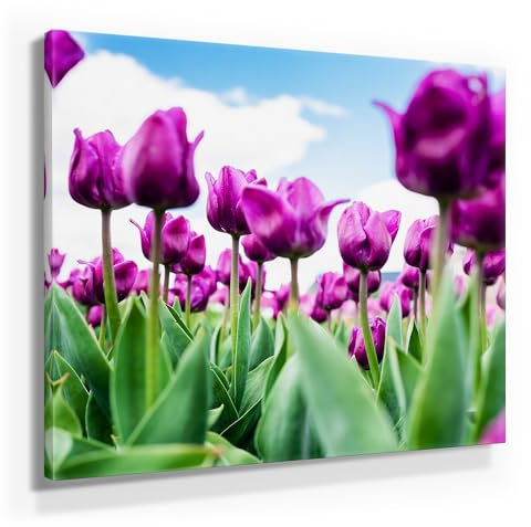 BilderKing Eine schöne Frühlings-Deko, Lila Tulpen als Leinwand-Bild, 50x50cm kleines Wandbild. Dekorieren Sie elegant Küche, Flur, Wohnzimmer & Schlafzimmer. Aufgespannt auf 2cm Holzrahmen