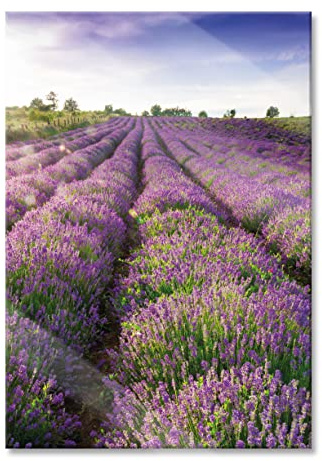 Pixxprint Glasbild, Wandbild aus Echtglas, Lavendelfeld Provence, 40x60 cm, inkl. Aufhängung und Abstandshalter