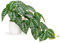 Hollyone Artificial Plants in Ceramic Pots, Fake Piper Sylvaticum Decorative Faux Potted Plants, Realistic House Plant Indoor for Home Décor, Bathroom, Living Room, Kitchen, Shelf Decorations