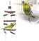 Vogelspielzeug Papagei Spielplatz Vogelspielplatz mit vielen Sitzstangen, Nymphensittich Spielplatz Holz Barsch für kleine Papageien, Sittiche, Nymphensittiche, Wellensittich