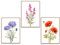 GrowArt - Kunstvolle Blumenkomposition im A3 Format: Exklusive Poster mit farbigen Blumen - ein natürlicher dekorativer Akzent für Ihr Interieur, das perfekte Geschenk für Naturliebhaber