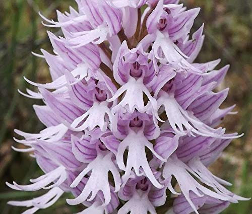 Neue frische 20 Stück nackte Mann-Orchideen-Pflanzensamen