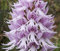 Neue frische 20 Stück nackte Mann-Orchideen-Pflanzensamen