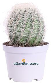 Pianta di Neoporteria Nidus Senilis Pianta di Cactus del Vecchio pianta grassa pianta da esterno pianta da interno pianta ornamentale cactus globulare pianta vera venduta da eGarden.store