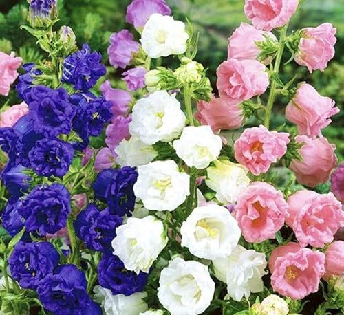 Buy4seeds 300 Canterbury Bells Double Mix Seeds - Campanula Easy for Grow Garden