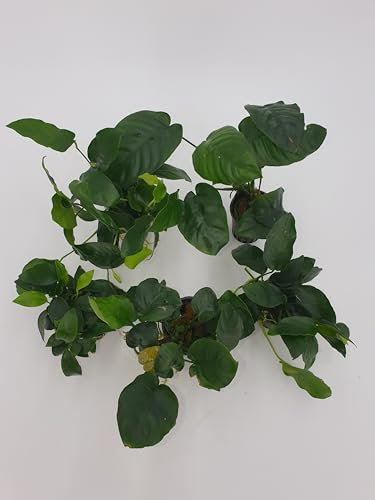 Wasserpflanzen Set 5 verschiedene Anubias + 2 Mooskugeln 1-2 cm
