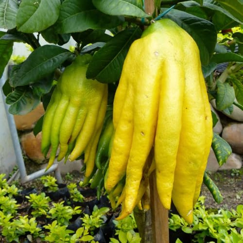 Citrus ‘Hand of Buddha’ Tree | Exotic Ornamental & Fruiting Plant | Unique Fingered Fruits, Aromatic Zest, Patio or Indoor Growing 20cm Pot x2 by Thompson & Morgan