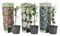 Plant in a Box - Pianta da giardino - Resistente - Set di 3 Passiflora rampicanti - Vaso 9cm - Altezza 25-40cm