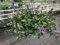 Sommerblumen Ampel Scaevola, blaue Fächerblume